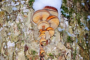 Winter mushrooms Flammulina velutipes, edible mushrooms