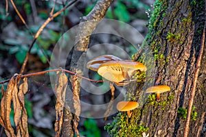 Winter mushrooms Flammulina velutipes on a tree in a ravine