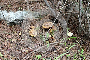 Winter mushrooms grew in a forest in Israel