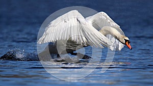 Winter Mute Swan in Threat Posture a Blue Lake