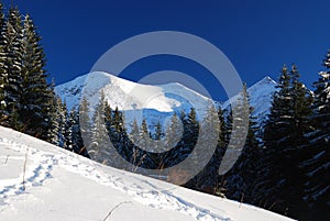 Winter in National Park of Rodnei Mountains photo