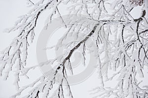Winter natural background from branches in hoarfrost on a white snowy background. Winter abstraction.