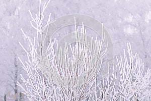 Winter natural background. Grass in the snow in the field. Frost on plants