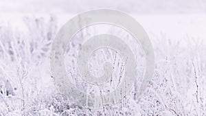 Winter natural background. Grass in the snow in the field. Frost on plants