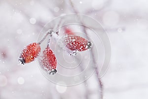 Winter natural background from red berry covered with hoarfrost or rime. Cold morning scene of nature