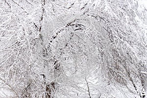 Winter natural background. Tree branches covered with snow on winter cloudy day after snowfall. Picturesque winter landscape,