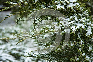 Winter natural christmas background. A green branch of an evergreen fir tree covered with snow.