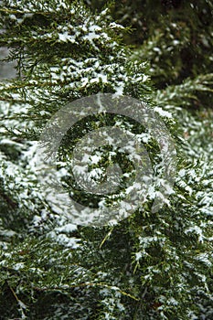 Winter natural christmas background. A green branch of an evergreen fir tree covered with snow.