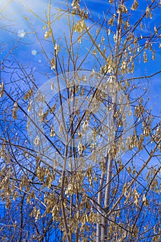 Winter natural landscape. Bare trees and twigs maple seeds against blue sky in sunlight