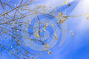 Winter natural landscape. Bare trees and twigs maple seeds against blue sky in sunlight