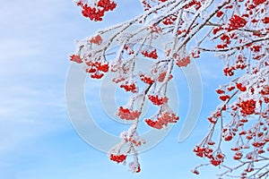 Winter natural landscape with red rowan berries in snow hoarfrost on a sunny cold day