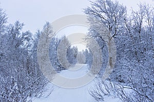 Winter natural landscape, road in the forest in winter, snow-covered trees, path in the snow,