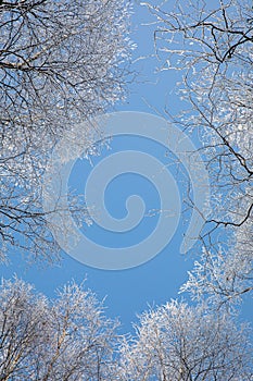 winter natural landscape view from below on crowns and tops of birch trees covered with white frost against the blue sky