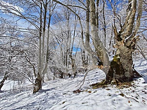 Winter and nature