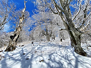 Winter and nature