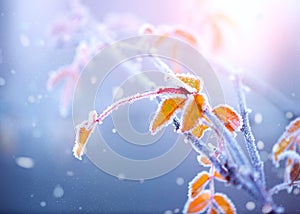 Winter nature background