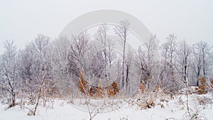 Winter nature background