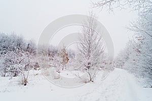 Winter nature background