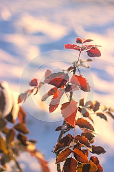 Winter nature background. Christmas holiday backdrop, Frozen tree branch