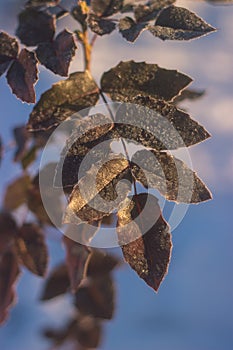 Winter nature background. Christmas holiday backdrop, Frozen tree branch