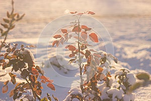 Winter nature background. Christmas holiday backdrop, Frozen tree branch