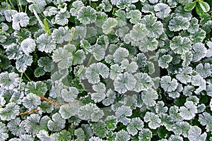 Green leaves covered with white hoar frost and ice crystal formation