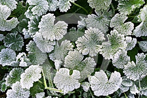 Green leaves covered with white hoar frost and ice crystal formation