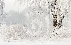 Winter nature background. Hoarfrost on branches of trees. Cold snowy weather. Frosty winter. Snowy plants