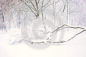 Winter nature background, landscape. Winter forest, park with snowy fallen trees. Winter bad weather, storm, blizzard, snow drifts photo