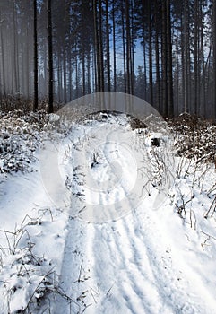 Winter nature background road to the snowy spruce forest