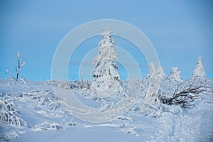 Winter nature background. Winter landscape, wintry scene of frosty trees on snowy foggy background.