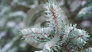 Winter nature - Christmas tree branches, fir tree covered with snow close-up