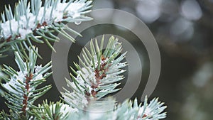 Winter nature - Christmas tree branches, fir tree covered with snow close-up