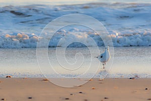 Winter nature on the coast. Beautiful white gull standing on the