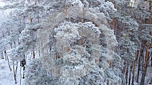 Winter nature concept. Aerial view of a winter forest
