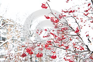 Winter nature concept. Frozen food. Seasonal berries. Christmas rowan berry branch. Hawthorn berries bunch. Rowanberry