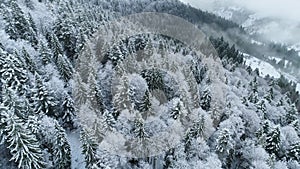 Winter nature forest landscape. Aerial view of