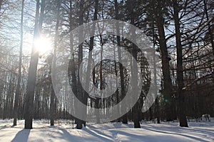 Winter nature in the forest on a sunny day