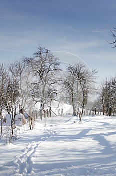 Winter nature on a frosty sunny day