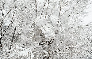 Frozen trees in the park or forest with snow and ice hoarfrost on the cold misty winter day in nature sundown