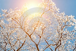 Winter nature landscape in frosty clear morning. Amazing snowy trees on shore of ice lake covered by snow in sunlight. Wonderful