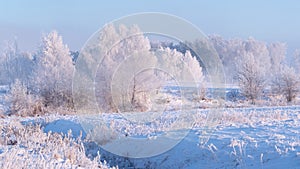 Winter nature landscape in the frosty morning. Amazing winter a snowy scene in the sunshine