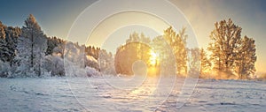 Winter nature landscape. Morning winter scene. Panorama with frosty trees in sunlight. Sunbeams through snowy trees.