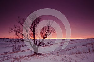 Winter nature landscape. Silhouette of tree at sunset