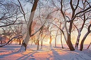 Winter nature landscape in sunset