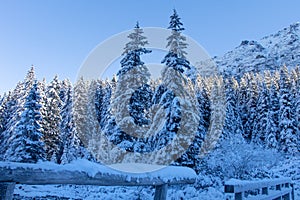 Winter nature landscape. Winter mountains. Beautiful frosty and snowy fir trees in highlands