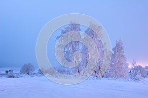 Winter nature landscape. Wintry scene. Snowy trees covered hoarfrost. Frost and snow at dawn