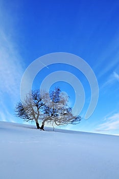 Winter nature lonely tree