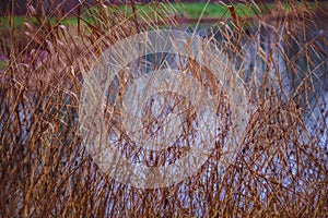 Winter nature organic background. Close up of reeds near a lake. Natural dreamily background, beautiful  pattern