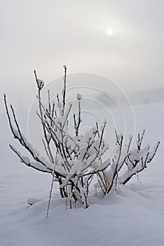 Winter nature photo.